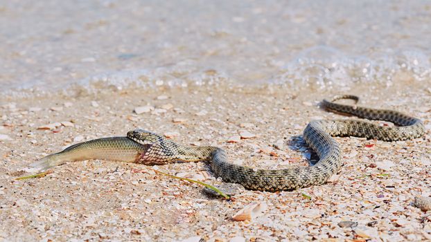 Snake River Natrix reptile head swallowed goby fish