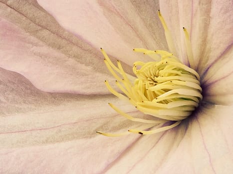 Closeup yellow clematis flower