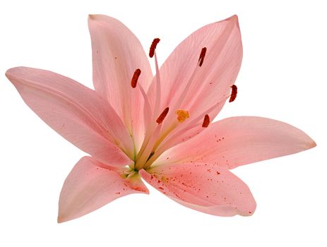 Beautiful pink lily isolated on white background
