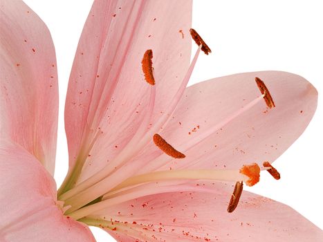 Stamens and pistil of pink lily closeup 