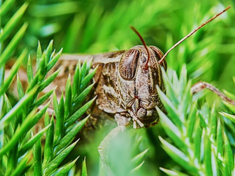 Little brown grasshopper on the branch of a juniper 