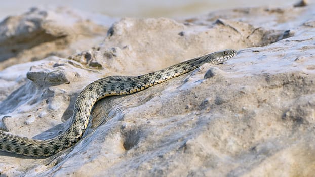 Water snake creeps on the stone оn the Bay summer day                               