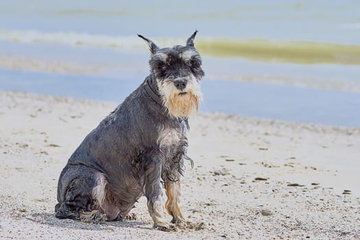 Cute terrier on the beach 