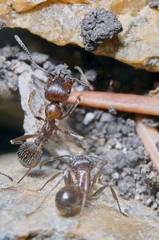 Two ants outside in the garden 