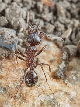 Ant outside in the garden closeup