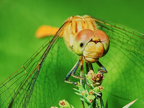 Dragonfly in the garden on a branch closeup