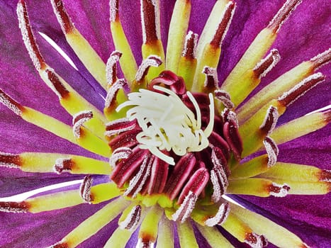Closeup purple clematis flower