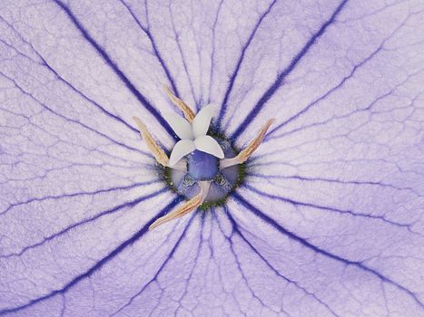 Flower purple bluebell closeup