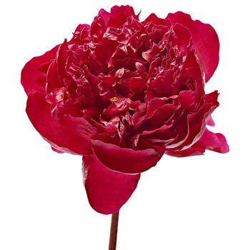 Red peony isolated on white background