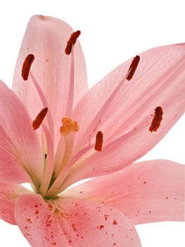 Stamens and pistil of pink lily closeup 