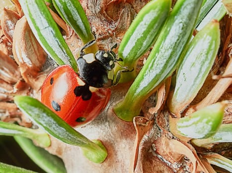 Ladybug on a branch in a summer garden