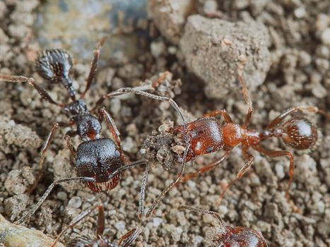 Two ants outside in the garden 