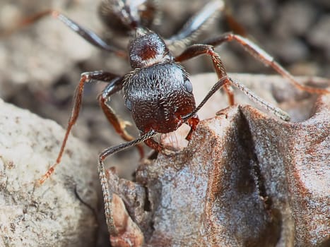 Ant outside in the garden closeup