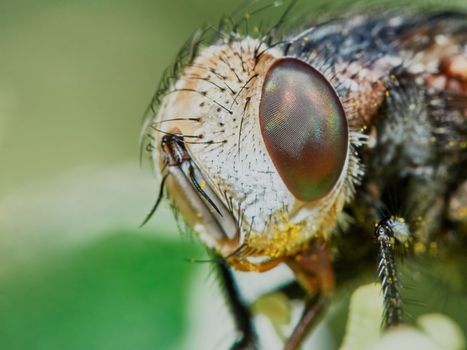 Fly hoverflies in a hot summer day in the garden closeup