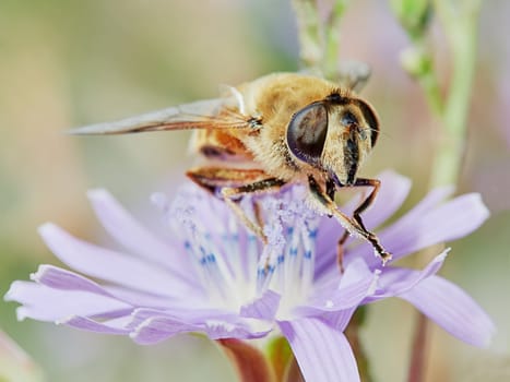 Bee on a field flower in a field