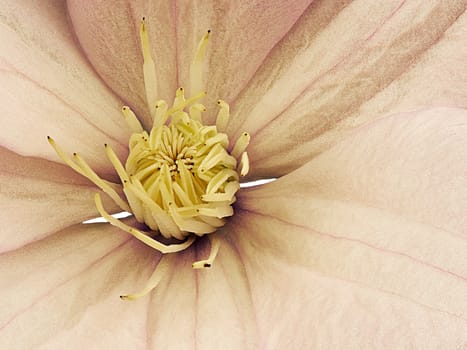 Closeup yellow clematis flower