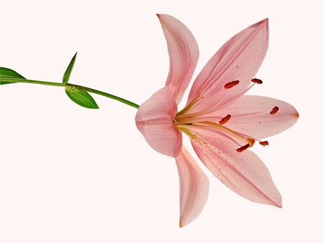 Beautiful pink lily isolated on white background
