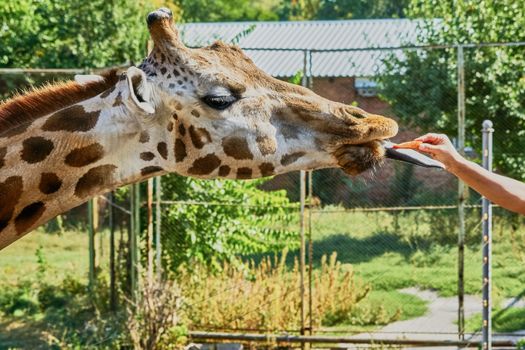 Giraffe at the zoo takes food from people                               