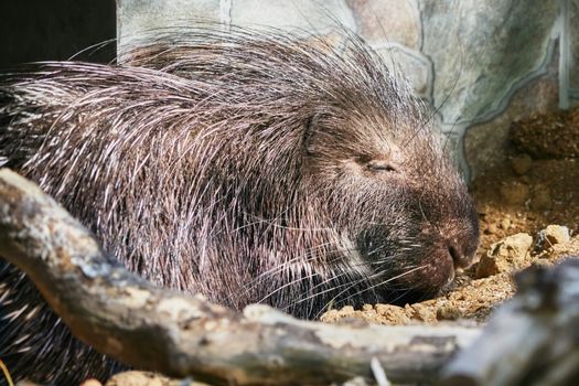 Sleeping Porcupine in zoo