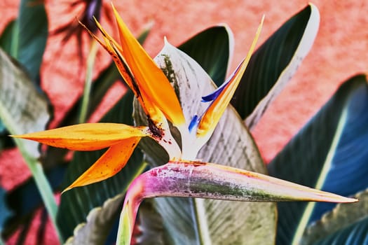 Beautiful flowers of Strelitzia flower bed on the street