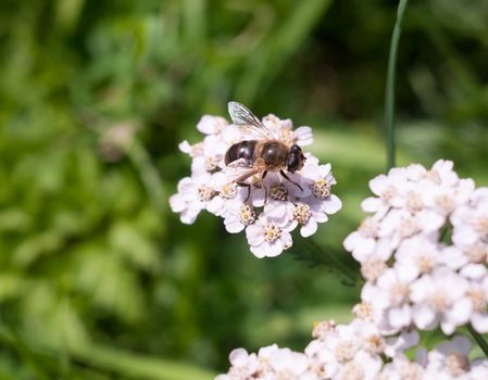 small cute hover fly on yarrow outside; Essex; England; UK
