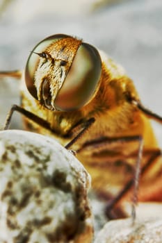 Bee in a hot summer day in the garden closeup                               