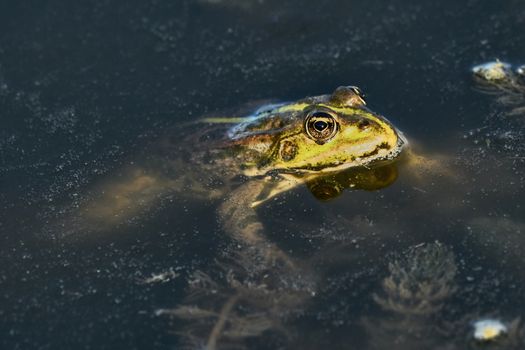 Green frog on marshy river
