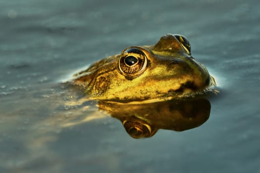 Green frog on marshy river
