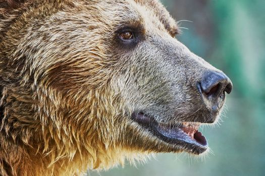 Brown bear in a zoo closeup                               