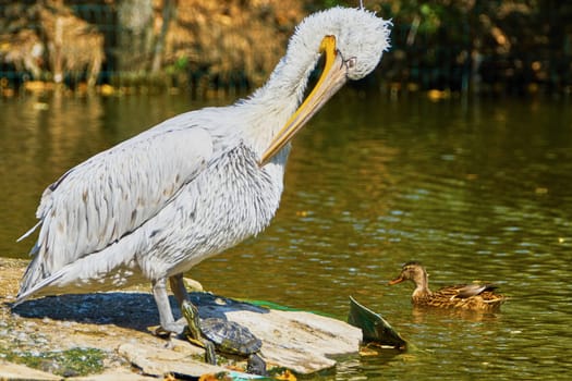 Beautiful pelican and turtle in the pond at the zoo