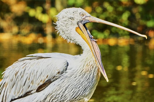 Beautiful pelican with open mouth in a zoo summer day                               
