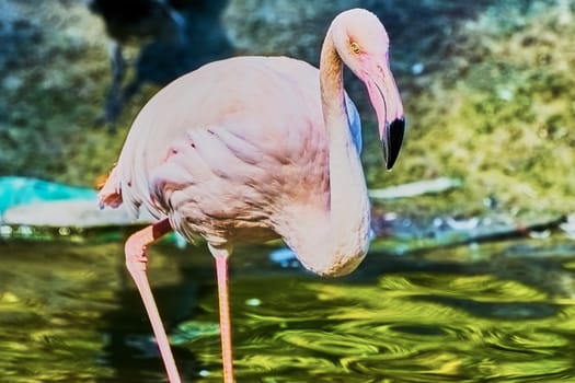 Pink flamingos at the zoo summer day                               