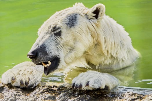 The polar bear is played with a plastic bottle in the pool zoo                               
