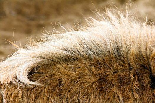 Close-Up of the neck of a Horse