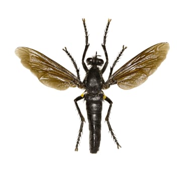 Robber Fly Dasypogon on white Background  -  Dasypogon diadema (Fabricius, 1781)