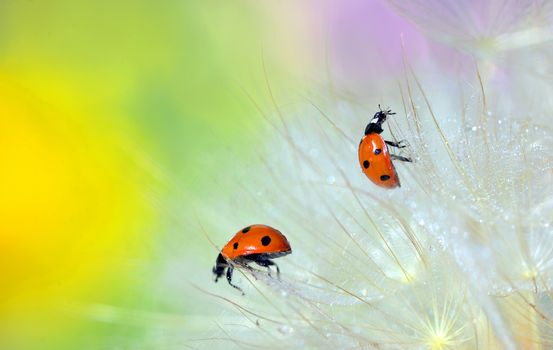 Details of ladybugs on dandelion and dew drops