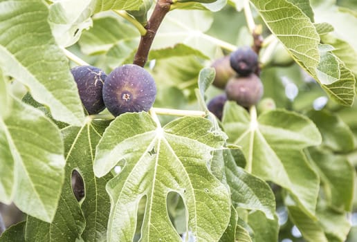 Fig tree detail in a sunny day