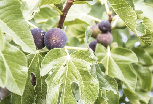 Fig tree detail in a sunny day