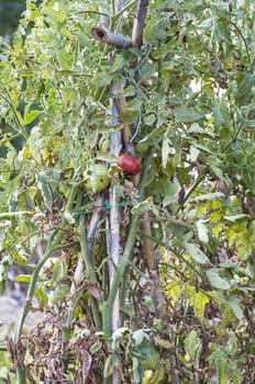 three tomatoes in its tree