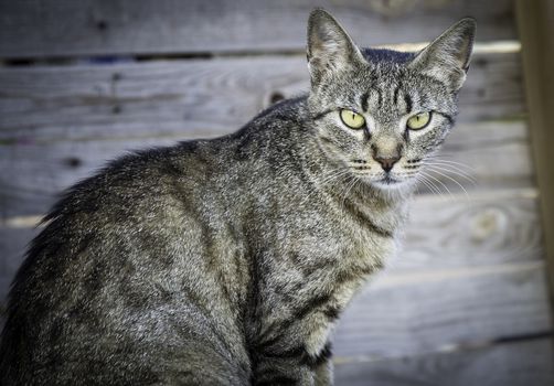 cat with beautiful eyes in the street