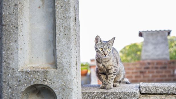 cat with beautiful eyes in the street