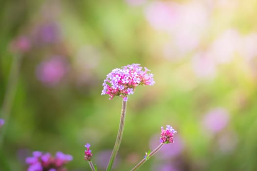 The background image of the colorful flowers, background nature