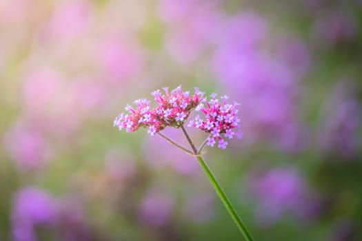 The background image of the colorful flowers, background nature