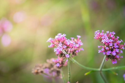 The background image of the colorful flowers, background nature