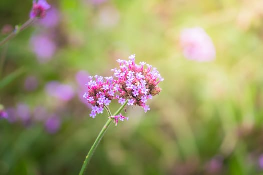 The background image of the colorful flowers, background nature