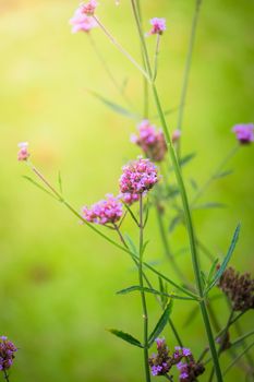 The background image of the colorful flowers, background nature