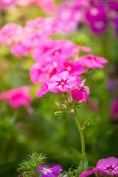 The background image of the colorful flowers, background nature