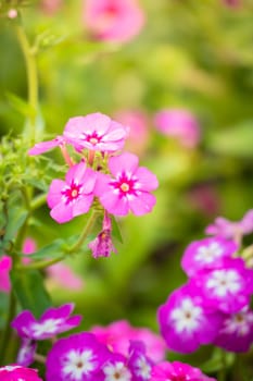 The background image of the colorful flowers, background nature