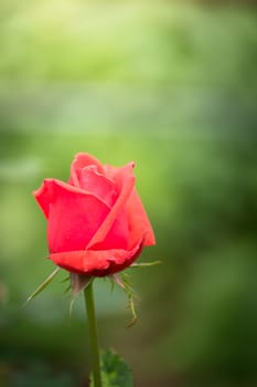 The background image of the colorful flowers, background nature