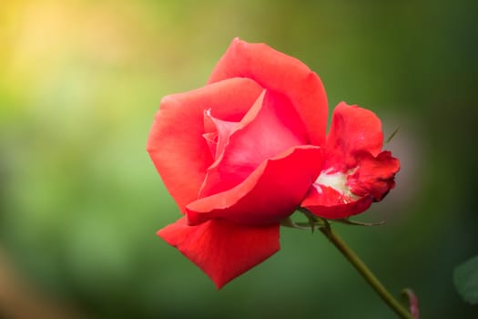 The background image of the colorful flowers, background nature